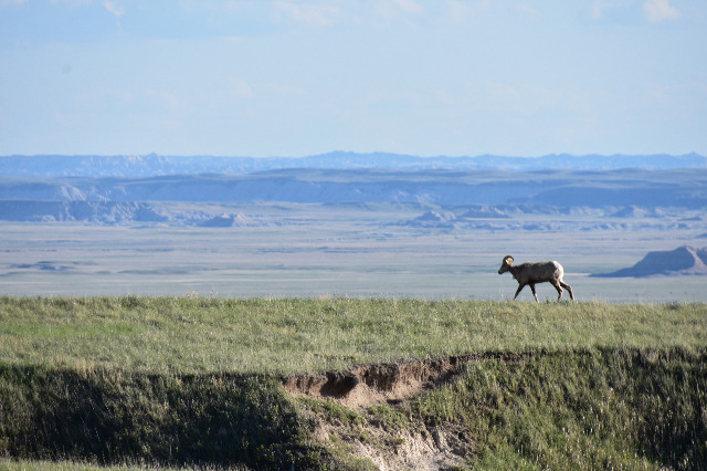 Album thumbnail for Badlands National Park