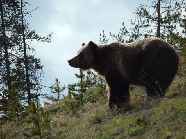 Album thumbnail for Yellowstone - Wildlife