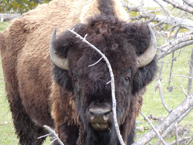 Album thumbnail for Yellowstone - Yellowstone River