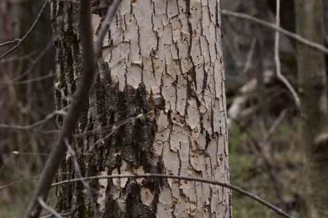 Album thumbnail for Rice Lake State Park